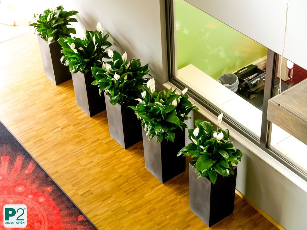 Fünf grüne Pflanzen in modernen Töpfen im Büro.