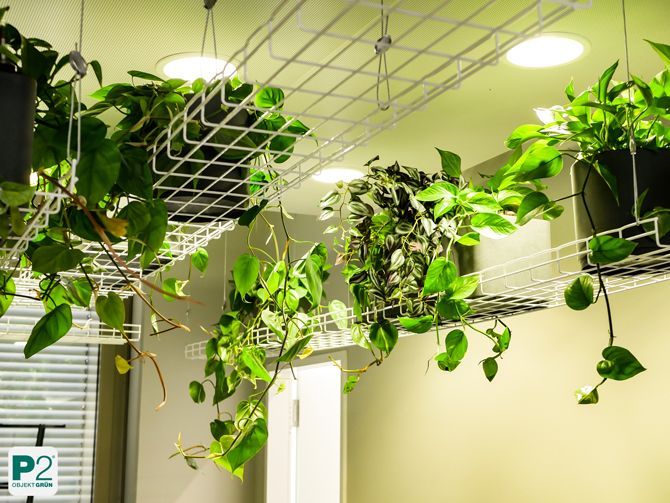 Grünes Pflanzenarrangement in einem modernen Raum