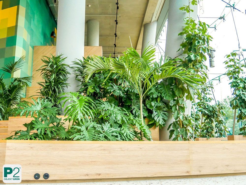 Grüne Pflanzen in einem modernen Innenraum mit Holzdetails.