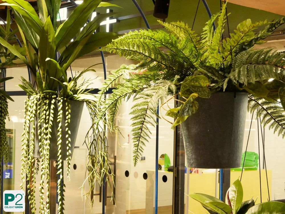 Hängende Pflanzen in modernen Töpfen im Innenraum