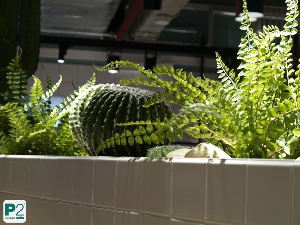 Grünes Pflanzenarrangement mit Kaktus und Farnen