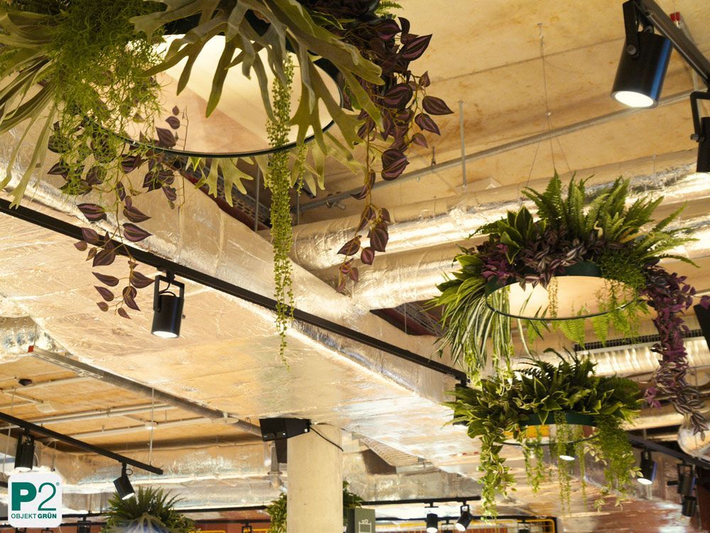 Hängende Pflanzen im modernen Restaurant mit gemütlicher Atmosphäre.