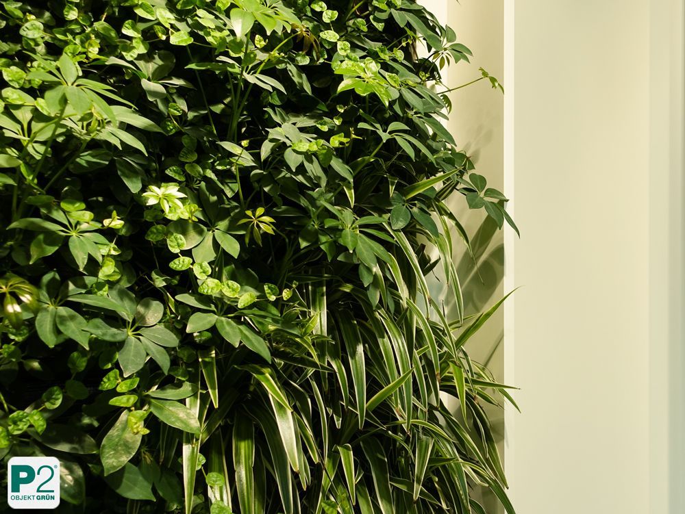 Moderne grüne Wandgestaltung im Büro mit Pflanzen