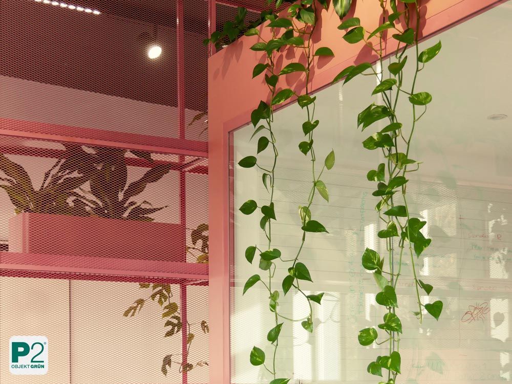 Eine grüne Pflanze vor einer roten Wand mit Netzstruktur.
