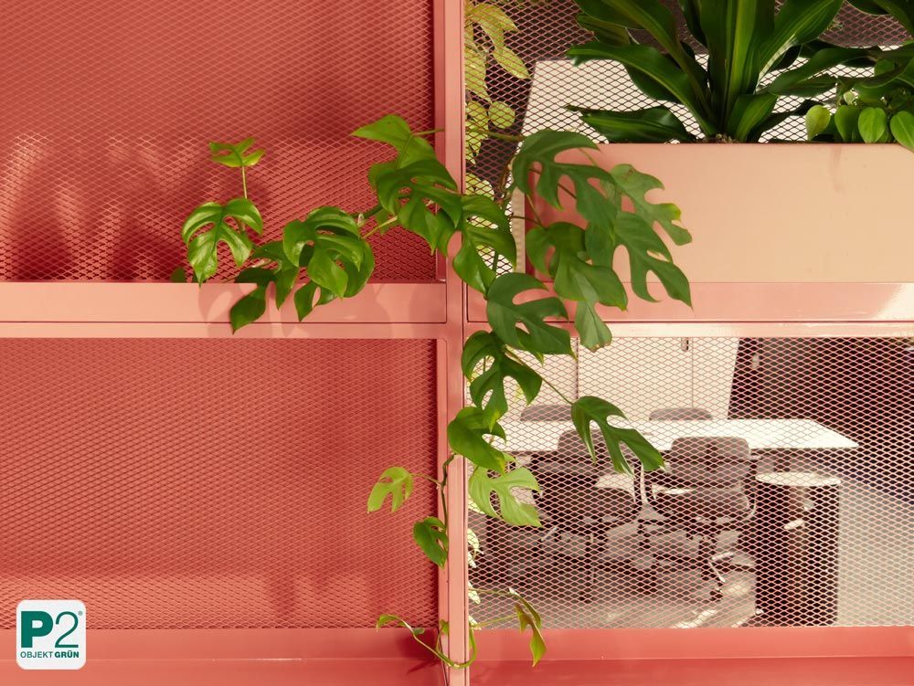 Eine grüne Pflanze vor einer roten Wand mit Netzstruktur.
