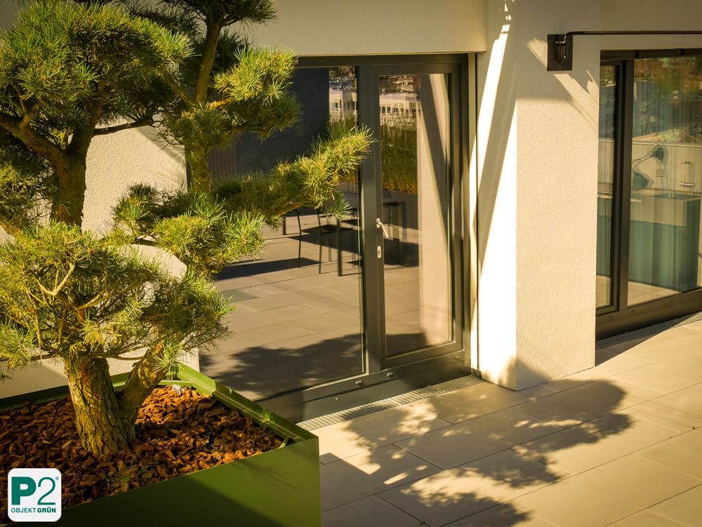 Moderne Terrasse mit einem Bonsai-Baum in einem grünen Pflanzgefäß.