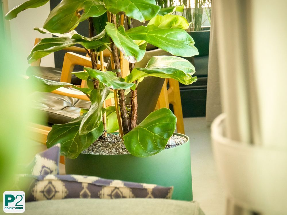 Modernes Wohnzimmer mit Pflanzen und stilvoller Beleuchtung