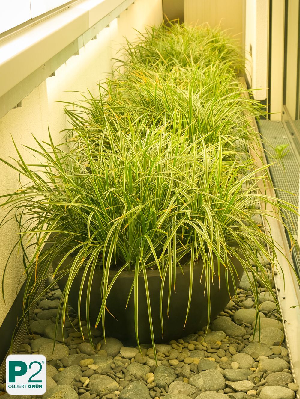 Grüne Pflanzen in einem großen Topf auf einem Balkon.