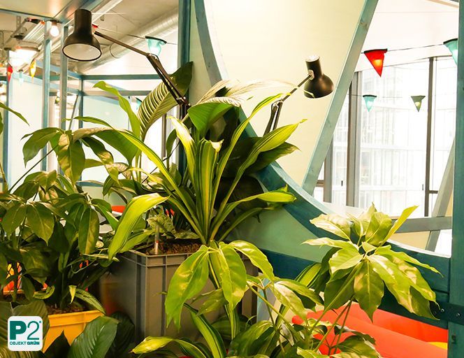 Große Pflanzen in bunten Töpfen vor runden Fenstern in kreativem Büroraum.