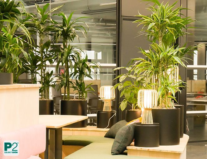 Lounge-Bereich mit Sofas und vielen großen Pflanzen in einem lichtdurchfluteten Büro.