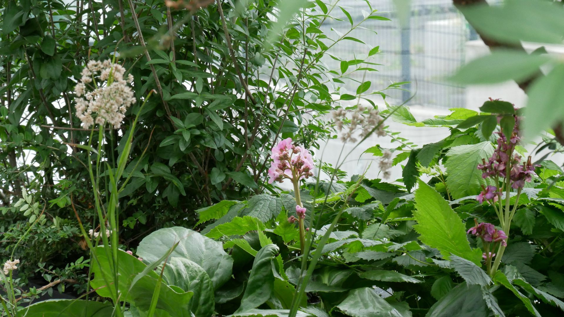 Mehrere verschiedene Pflanzen