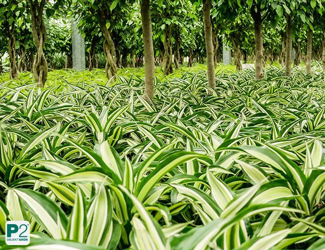 Dichte Anpflanzung von Drachenbäumen mit grünen und weißen Blättern in einer Baumschule, P2 Objekt Grün Logo unten links