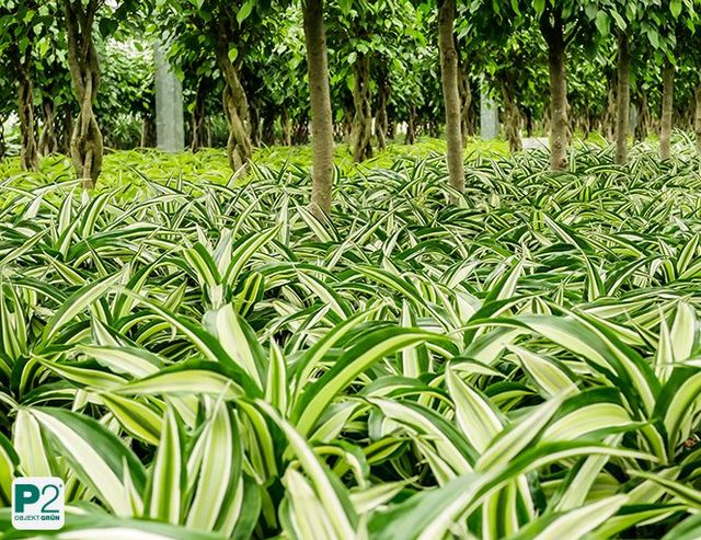 hedera kaufen Hedera Hibernica kaufen? Schnellwachsender Efeu – NatureNest main image 1