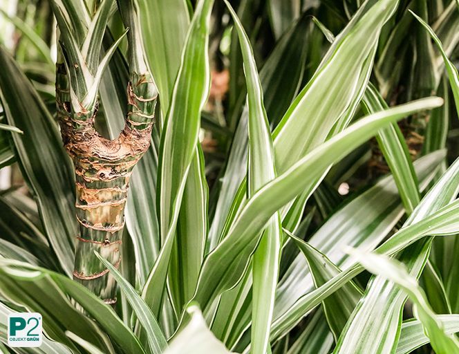 Drachenbaum mit langen, schmalen, grün-weißen Blättern, Büropflanze für Innenräume, Detailaufnahme