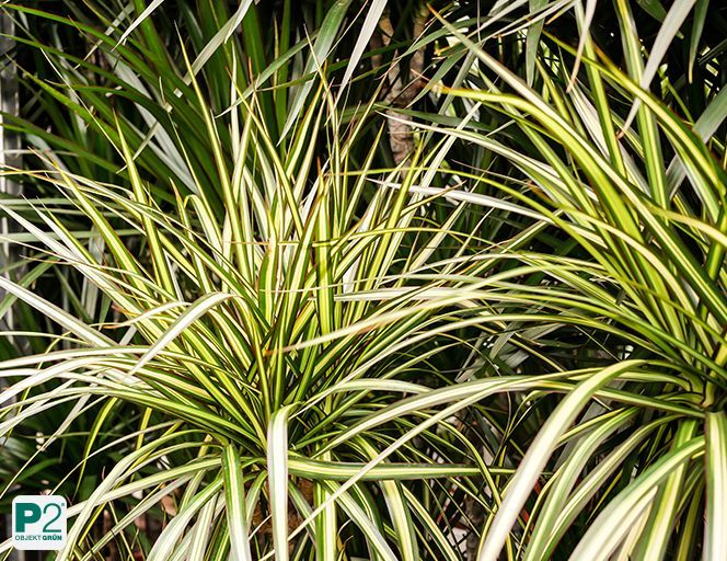 Drachenbaum mit langen, schmalen, grün-weiß gestreiften Blättern, typische Büropflanze für Innenräume