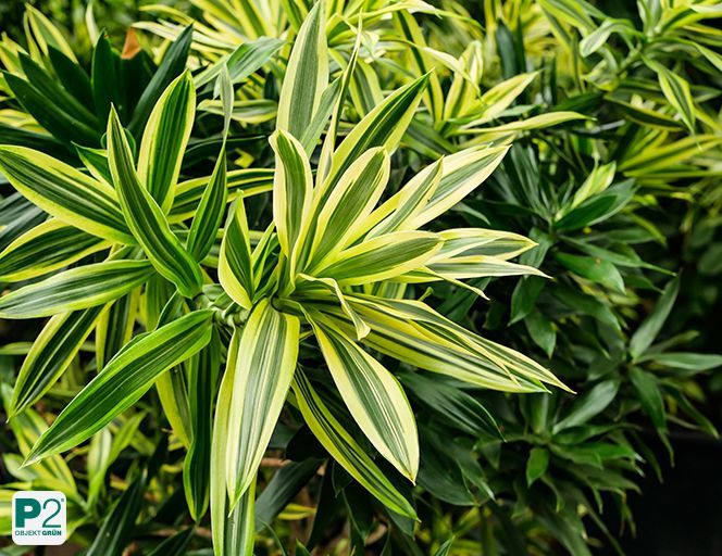 Drachenbaum mit langen, schmalen Blättern in Grün und Gelb, typische Büropflanze für Innenräume