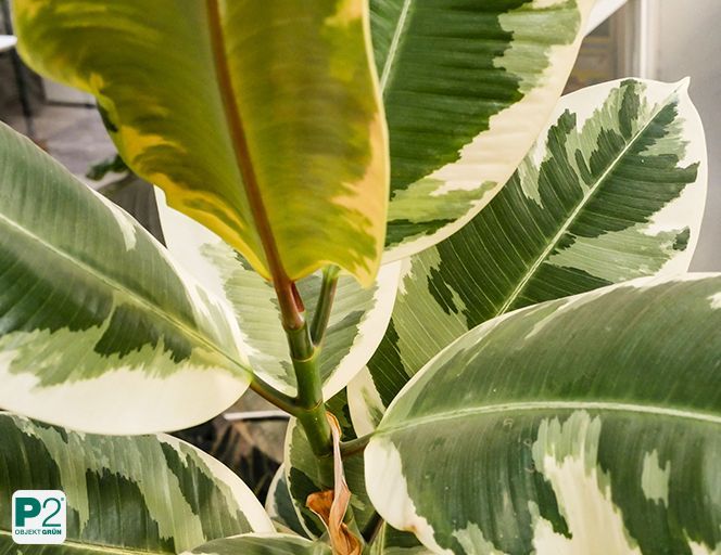 Blätter verschiedener Pflanzen