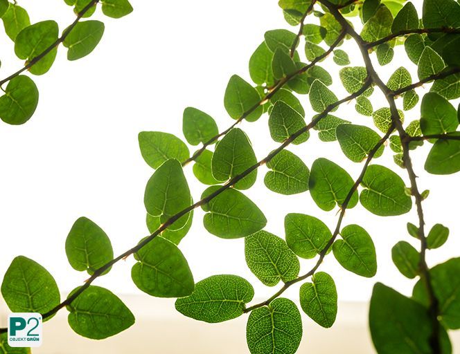 Blätter verschiedener Pflanzen