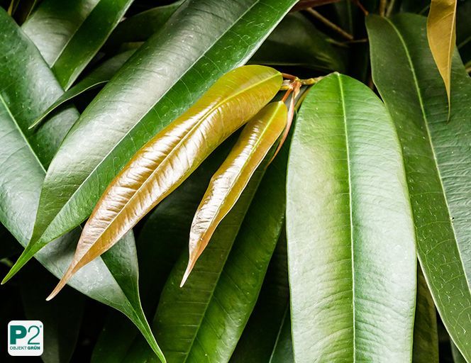 BläBlätter verschiedener Pflanzentter verschiedener Pflanzen