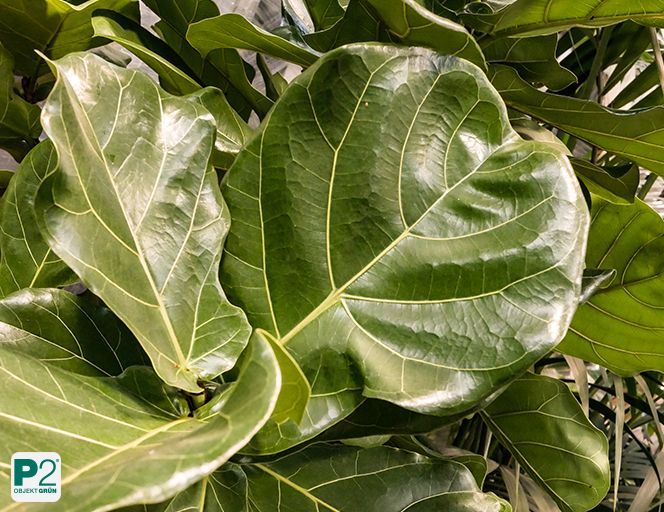 Blätter verschiedener Pflanzen