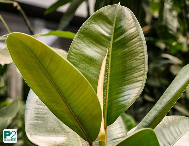 Blätter verschiedener Pflanzen