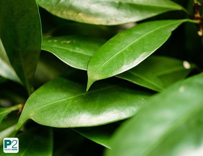 Blätter verschiedener Pflanzen