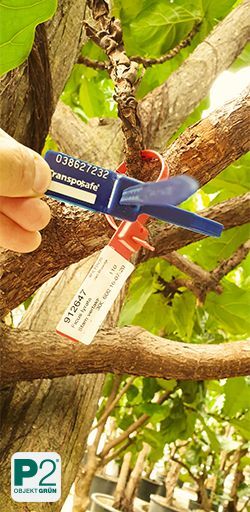 Hand befestigt blauen Transponder an Baumzweig im Wald