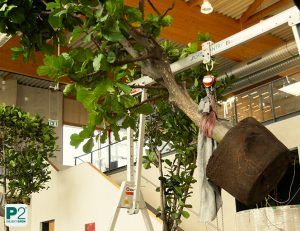 Großer Baum mit Wurzelballen wird in einer Halle mit Holzdecke und Metallträgern aufgehängt