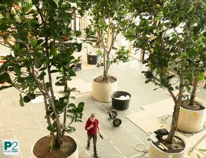 Indoor-Trainingsplatz mit großen Topfpflanzen und einer Person in rotem Pullover, die sich im Raum bewegt