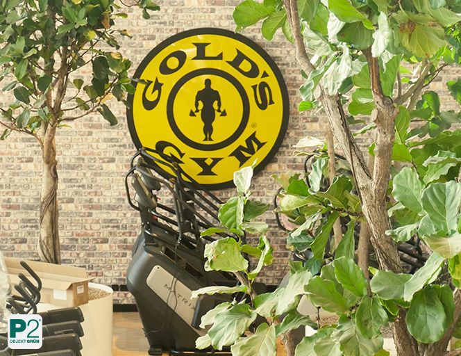 Gold's Gym Trainingsbereich mit Cardio-Geräten und großen Zimmerpflanzen vor Backsteinwand mit rundem gelbem Logo