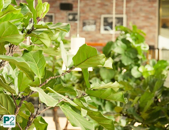 Grüne Zimmerpflanzen mit großen Blättern in einem hellen Innenraum mit Backsteinwand und moderner Beleuchtung