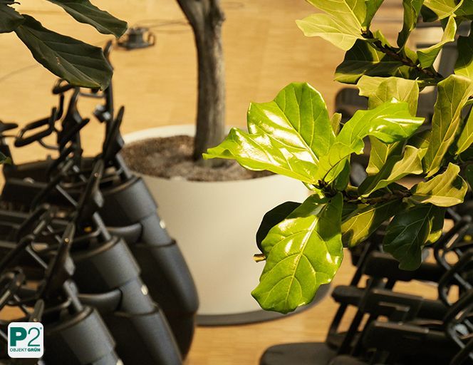 Grüne Blätter vor weißem Pflanzkübel mit Baum in Trainingsraum mit schwarzen Fitnessgeräten.