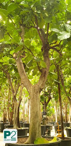Großer Baum mit dichtem grünen Laub in einem Innenraum, umgeben von weiteren Bäumen in Pflanzgefäßen, P2 Objekt Grün Logo