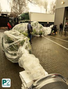 Mehrere Personen verpacken große Pflanzen in Folie auf einem gepflasterten Hof neben einem Gebäude und einem LKW