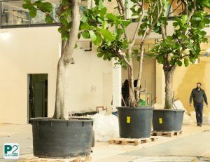 Große Bäume in schwarzen Pflanzkübeln auf Paletten in einer hellen Indoor-Trainingshalle mit Betonboden