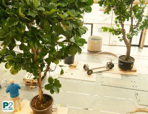 Zwei große Zimmerpflanzen in Töpfen auf einem Trainingsplatz mit Modellautos und einer Person in blauer Jacke