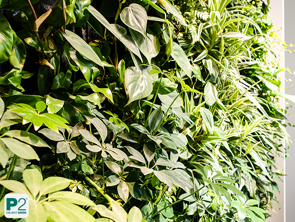 Eine Wand mit verschiedenen grünen Pflanzen und Blättern.