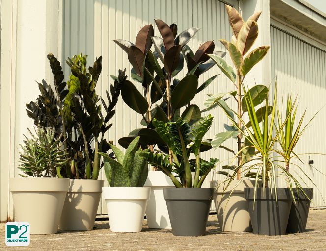 Zimmerpflanzen in hellen Töpfen draußen aufgestellt vor einem hellen Hintergrund.