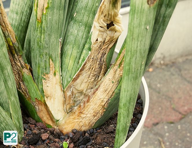 Pflanze mit welken und vertrockneten Blättern in einem weißen Topf im Freien.