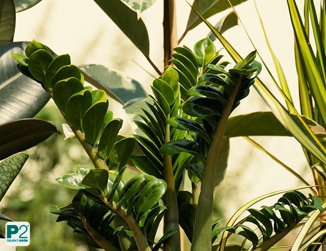 Nahaufnahme kräftiger, glänzender Blätter einer Zamioculcas im Sonnenlicht.