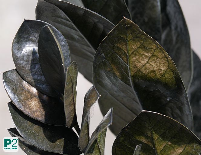 Dunkelgrüne bis fast schwarze glänzende Blätter in Nahaufnahme.