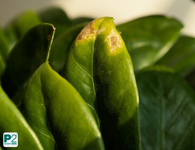 Neuer grüner Blattaustrieb einer Pflanze in Nahaufnahme mit kräftiger Struktur.