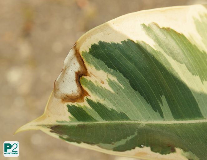 Großes Blatt mit grün-weißer Panaschierung und bräunlicher Spitze.