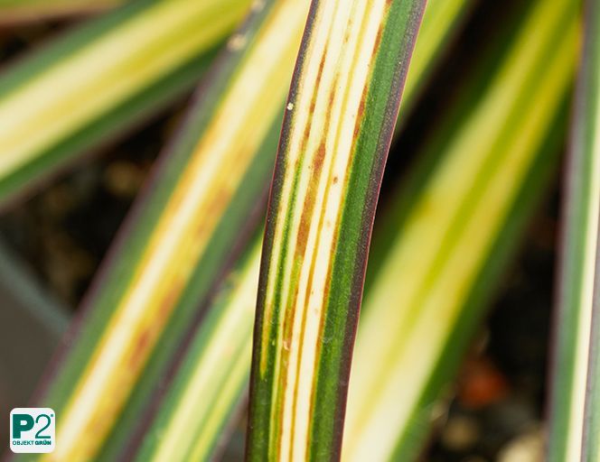 Nahaufnahme von langen, schmalen Blättern mit gelb-grün-weißem Streifenmuster.