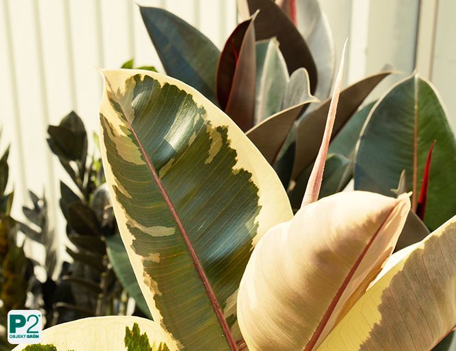 Gummibaum mit gerolltem Blatt, umgeben von weiteren Blättern mit rötlichem Rand.