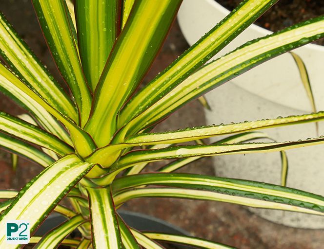 Drachenbaum mit leuchtend grün-gelben Blättern in sternförmiger Anordnung.