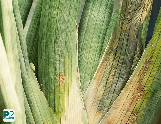 Blätter mit blassgrüner Färbung und trockenen Spitzen, leicht beschädigt.