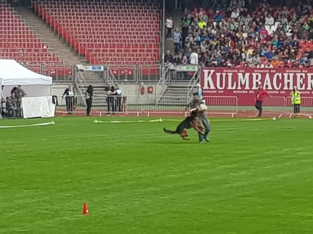 Veranstaltung Zuchtschau der Schäferhunde