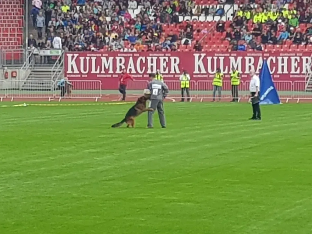 Veranstaltung Zuchtschau der Schäferhunde