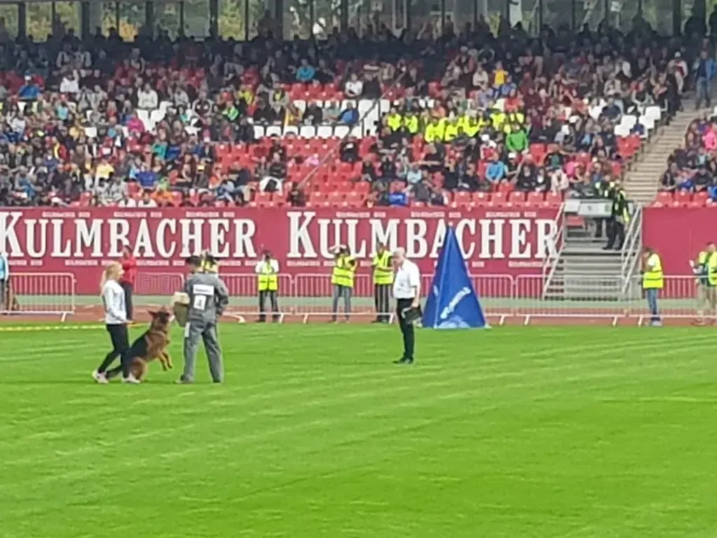 Veranstaltung Zuchtschau der Schäferhunde